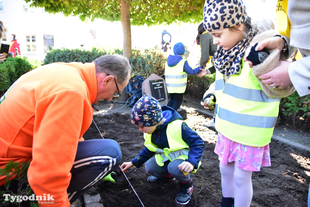 Tuchola: Pola Nadziei. Na placu Wolności zasadzono dziesiątki żonkili
