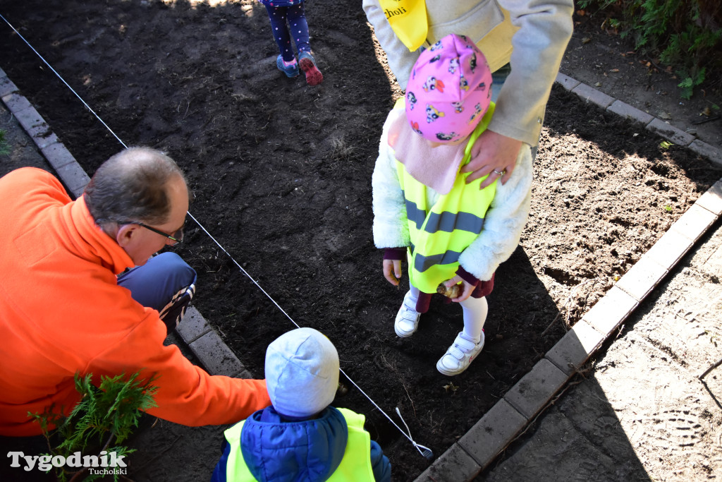 Tuchola: Pola Nadziei. Na placu Wolności zasadzono dziesiątki żonkili
