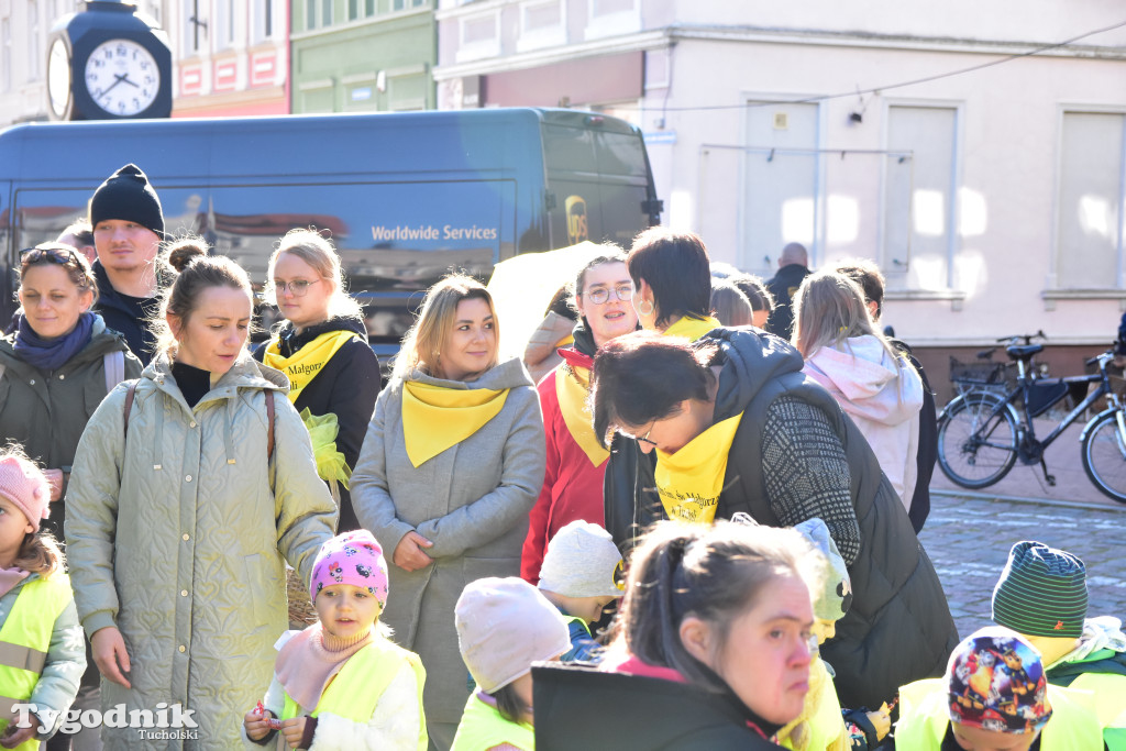 Tuchola: Pola Nadziei. Na placu Wolności zasadzono dziesiątki żonkili