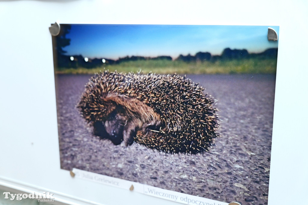 Cekcyn i konkurs fotograficzny z niebem w tle