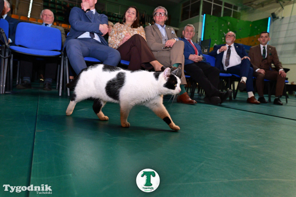 Tucholanka świętuje 80-lecie! Galeria zdjęć z gali