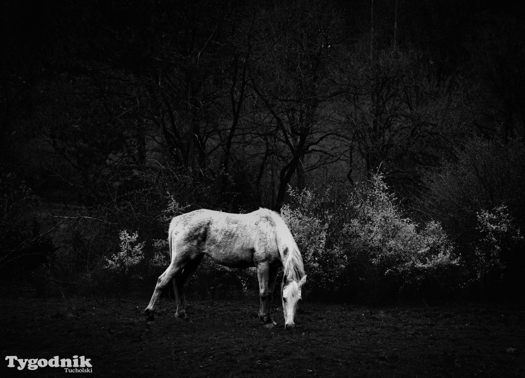 Bartosz Pruss - Camina de Santiago to oczyszczenie duszy
