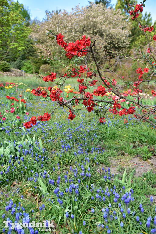 Arboretum Janiny Grzmiel z Bladowa