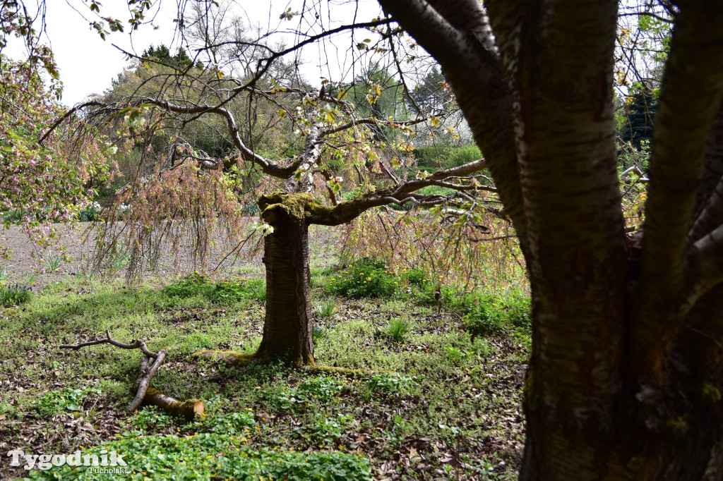 Arboretum Janiny Grzmiel z Bladowa