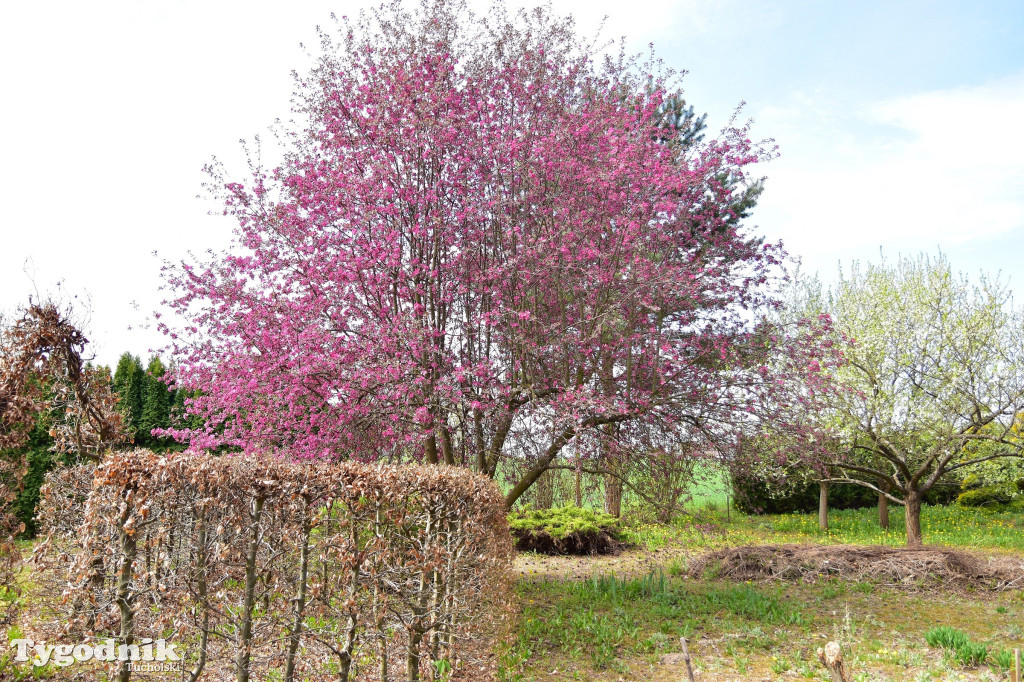 Arboretum Janiny Grzmiel z Bladowa
