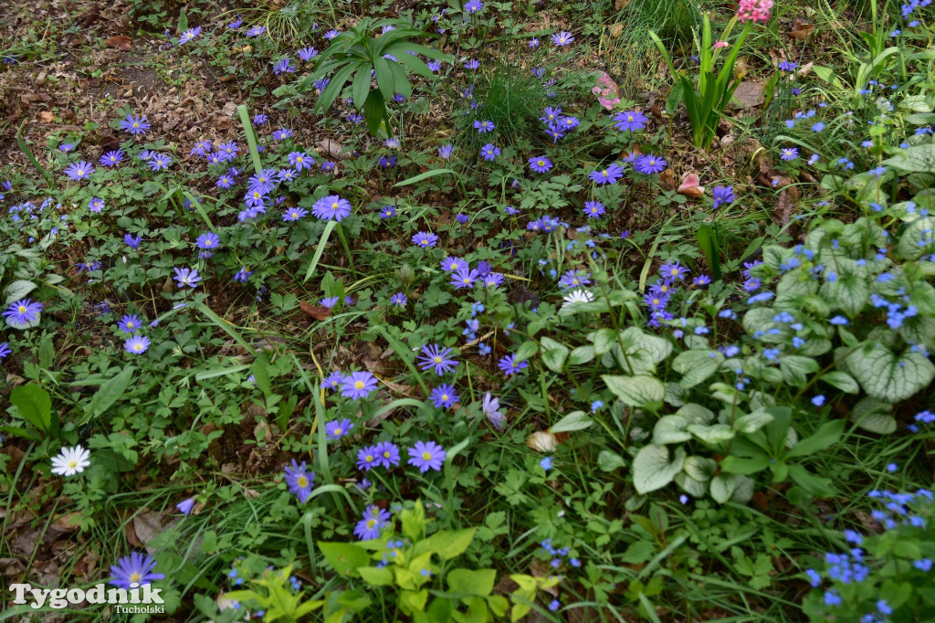 Arboretum Janiny Grzmiel z Bladowa