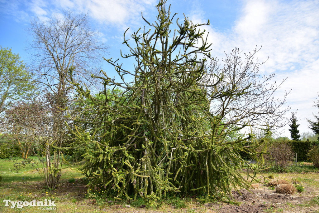 Arboretum Janiny Grzmiel z Bladowa