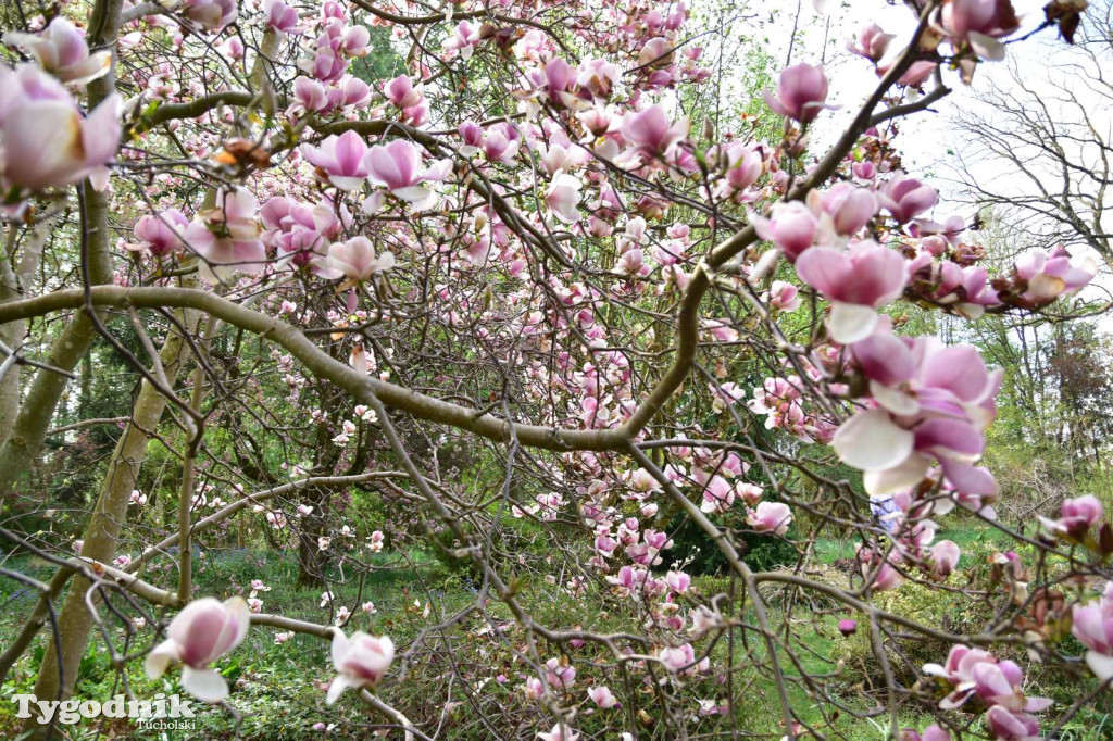 Arboretum Janiny Grzmiel z Bladowa