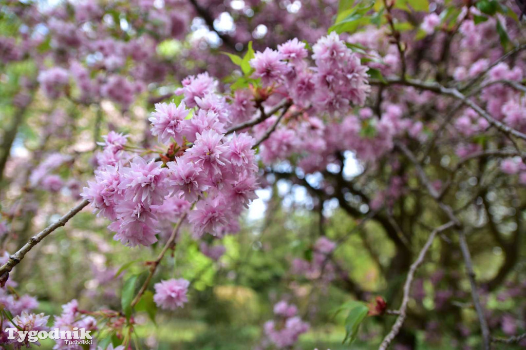 Arboretum Janiny Grzmiel z Bladowa