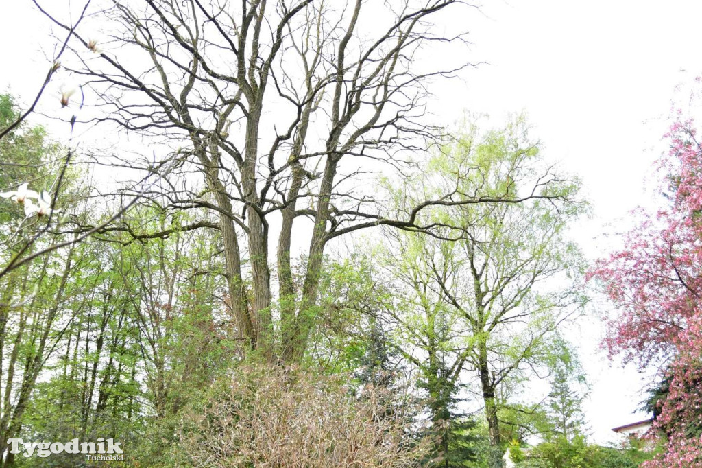Arboretum Janiny Grzmiel z Bladowa