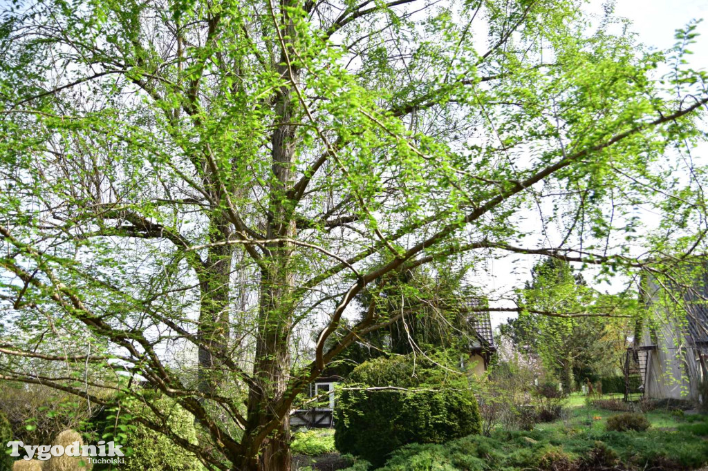 Arboretum Janiny Grzmiel z Bladowa