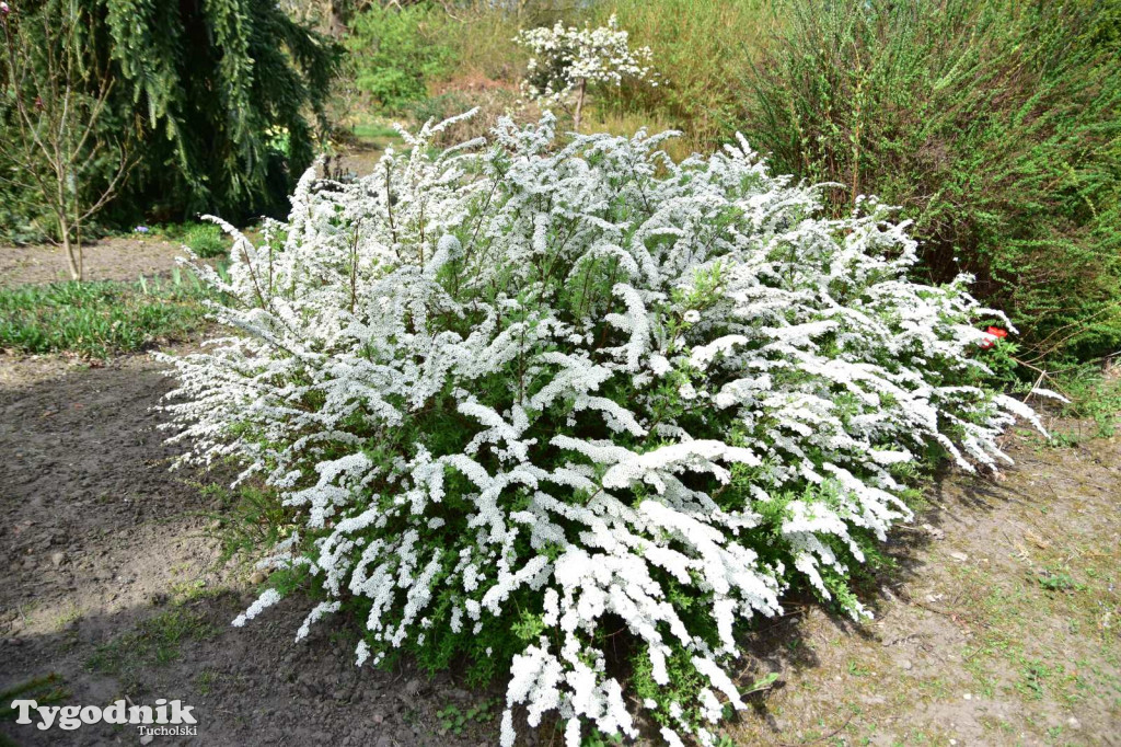 Arboretum Janiny Grzmiel z Bladowa