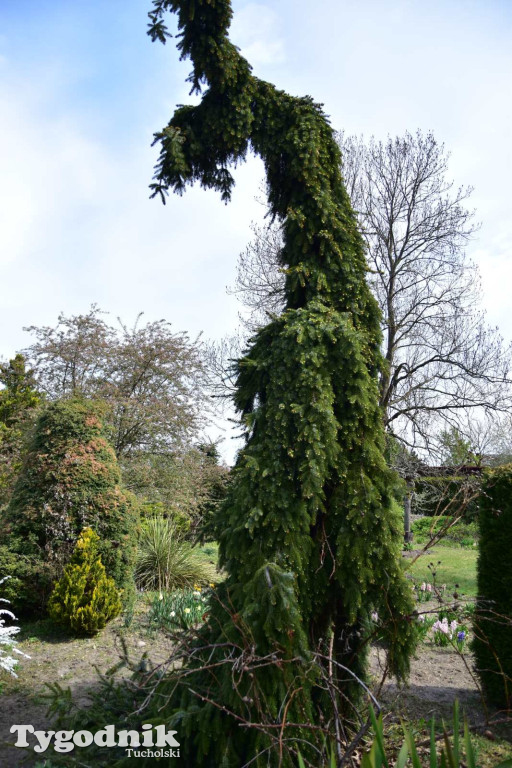 Arboretum Janiny Grzmiel z Bladowa