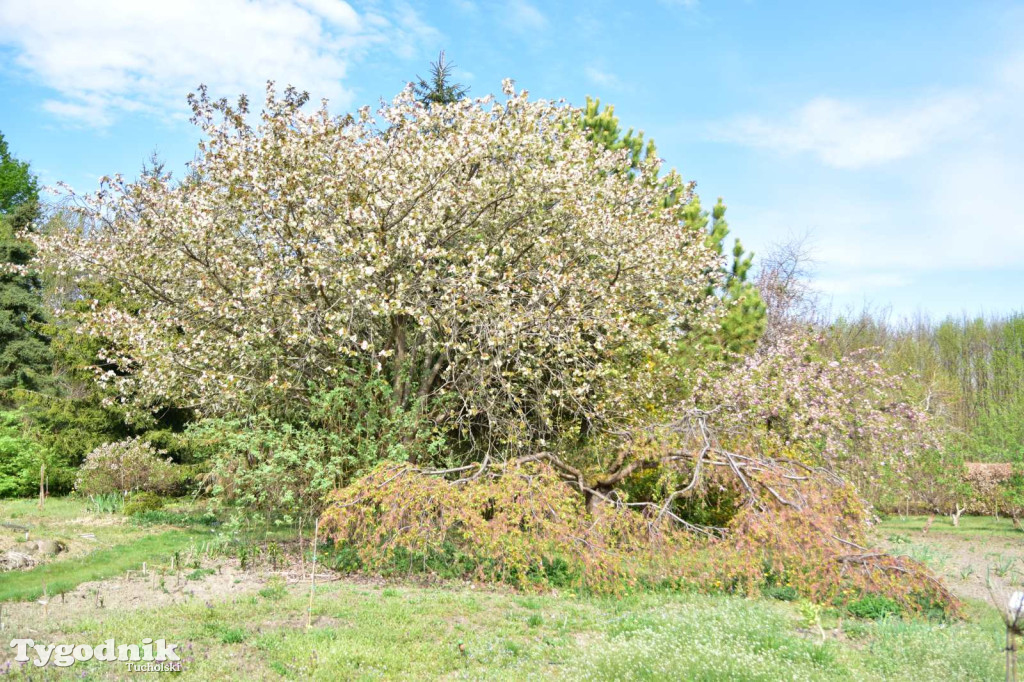 Arboretum Janiny Grzmiel z Bladowa