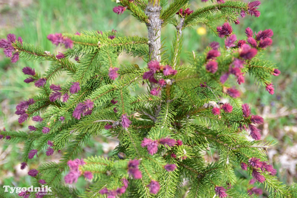 Arboretum Janiny Grzmiel z Bladowa