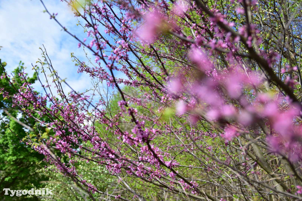 Arboretum Janiny Grzmiel z Bladowa