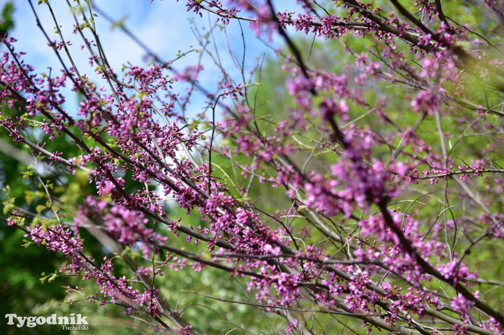 Arboretum Janiny Grzmiel z Bladowa