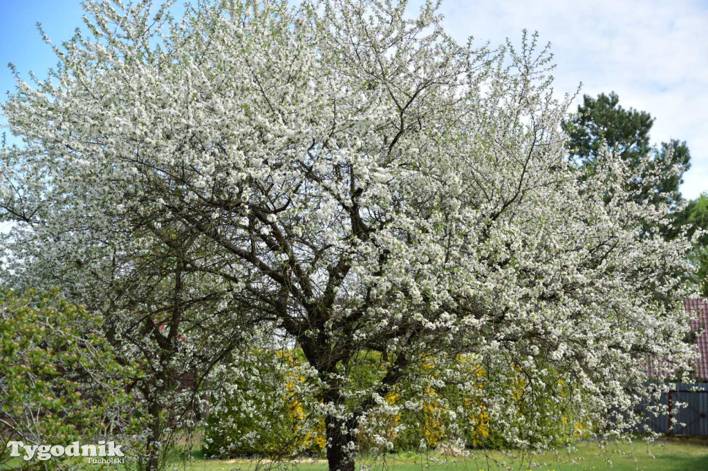 Arboretum Janiny Grzmiel z Bladowa