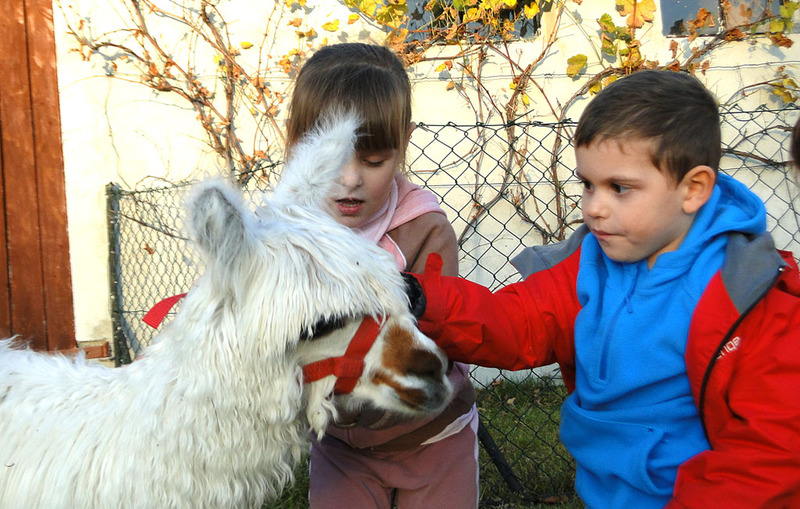 Alpaki leczą dzieciaki