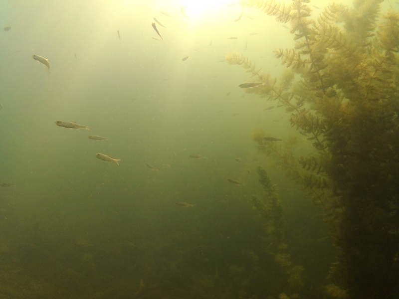 Pod wodą jeziora w Cekcynie - ZDJĘCIA i FILM