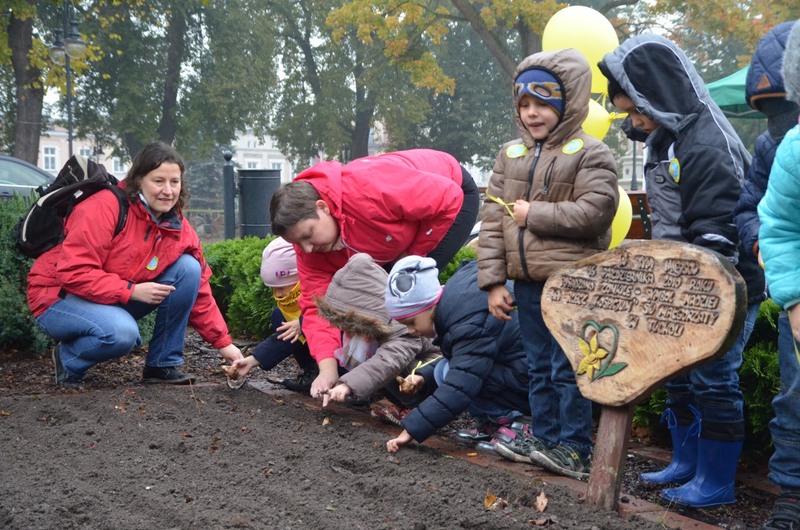 Tuchola: Posadzono dziesiątki żonkili - ZDJĘCIA
