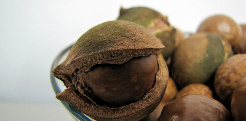 Szerokie zastosowanie i właściwości oleju macadamia