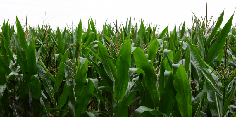 Zdenerwowani rolnicy o dzikach niszczących kukurydzę