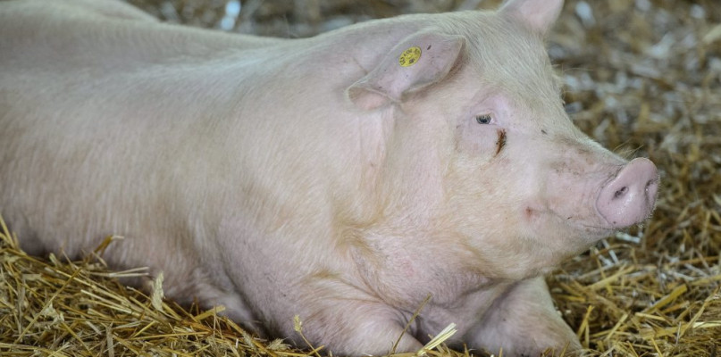 Kobieta żyje dzięki... świni. Przeszczepili jej nerkę lochy