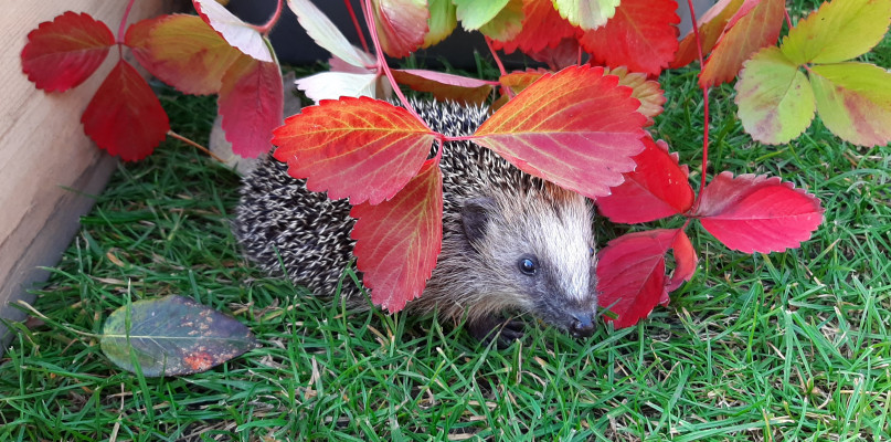 Ciepło, cicho, ciemno. Pomóżmy jeżom przetrwać - CAŁY ARTYKUŁ
