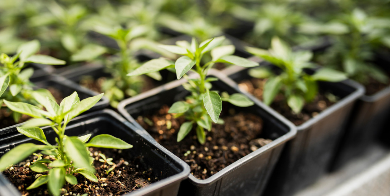 Jak wybrać lampy do oświetlania roślin?