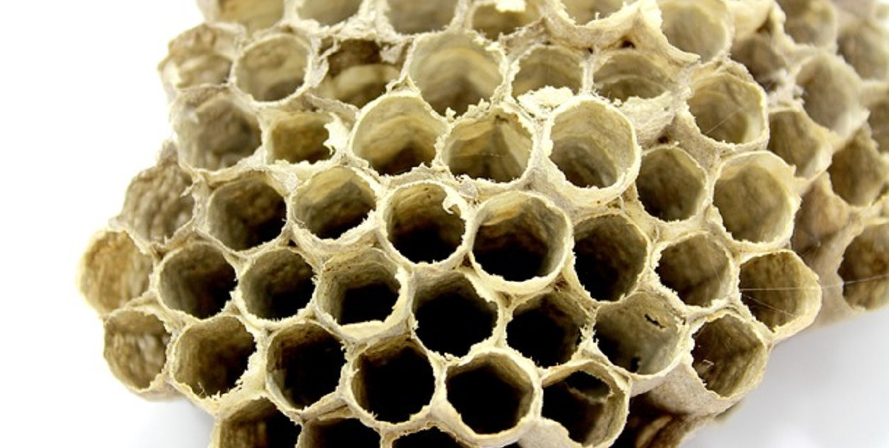 Pierzga pszczela – złoto uli i jego niesamowite właściwości