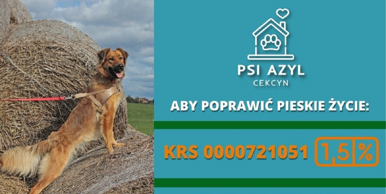 Fot. Przytulisko dla Psów w Bysławiu