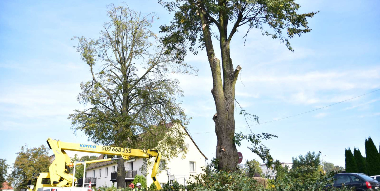 W poniedziałek lipom rosnącym przy ul. Grunwaldzkiej zostały ścięte konary. Jutro ma nastąpić dalszy zakres wycinki, którą realizuje Sekwoja Garden z Tucholi.
