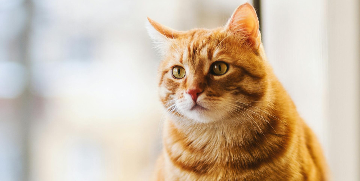 Jak dobrać odpowiednią karmę dla kota po sterylizacji?