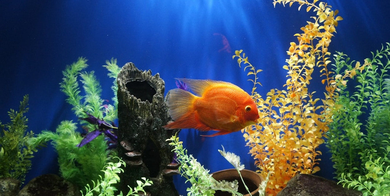 Akwarystyka jako edukacyjne hobby dla dzieci i dorosłych