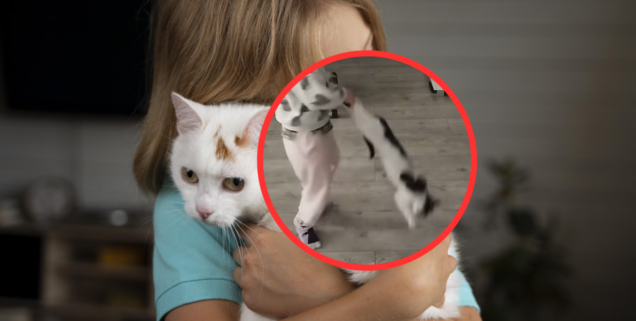 Dziecko bawiło się kotem jak zabawką. Film trafił do sieci