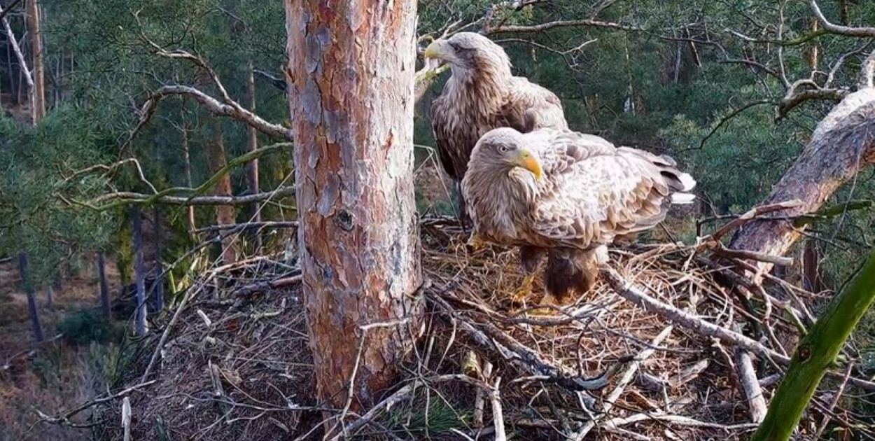 Jak wygląda codzienne życie bielika w gnieździe? Nadleśnictwo Woziwoda transmituje