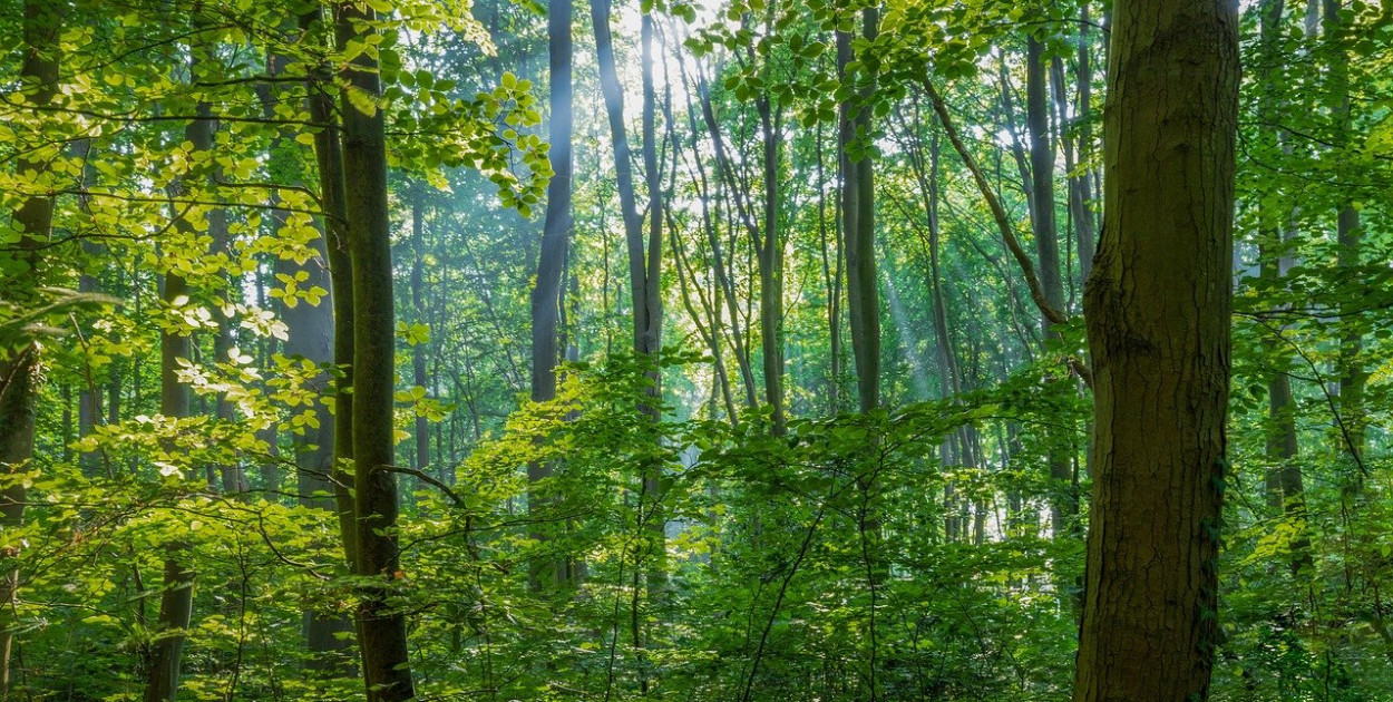 Czy lasy zostaną zamknięte na majówkę? Minister odpowiada