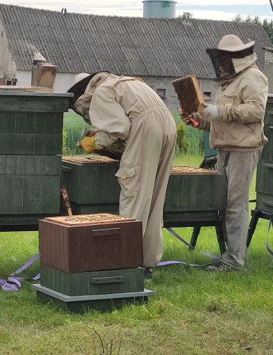 Nabór na kurs pszczelarza-10517