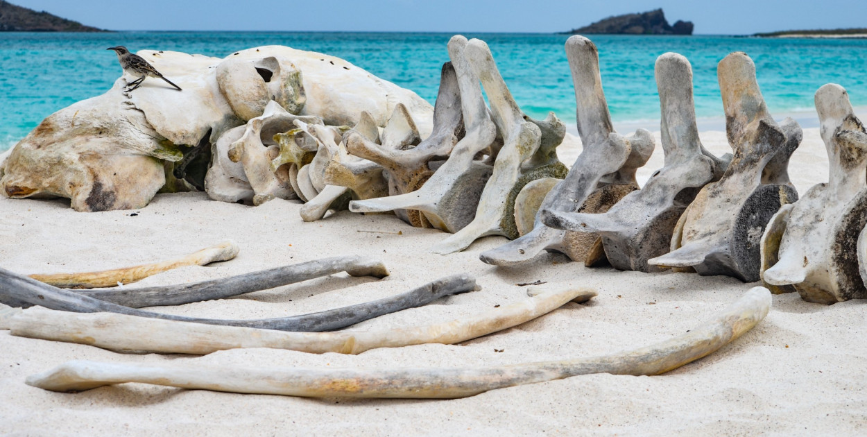 Co warto wiedzieć o Galapagos?