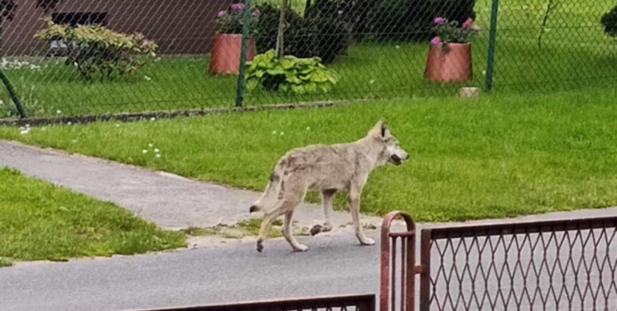 Wilk przy zabudowaniach w Bagienicy.  Fot. nadesłane 