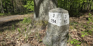 Jak poradzić sobie w lesie, gdy się zgubimy? Przede wszystkim NIE panikuj! -21881