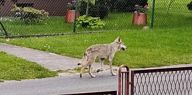 Gm. Gostycyn: W centrum Bagienicy były widziane wilki-22039