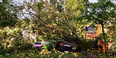 BURZA! Tuchola i powiat tucholski ze szkodami. Drzewo przewróciło się na auta-22314