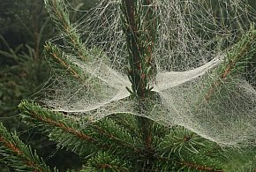 Kupujesz żywą choinkę na święta? Ten szczegół łatwo przeoczyć-25194