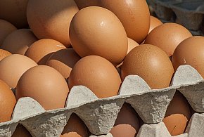 Salmonella wykryta w jajach! GIS wydał pilne ostrzeżenie-25289