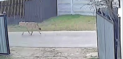 Gmina Śliwice: Wilki blisko domostw. Pojawiły się kolejne ostrzeżenia samorządu