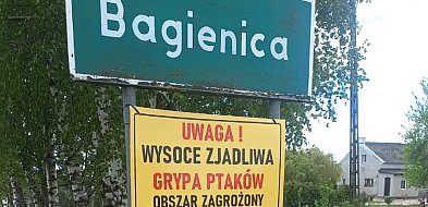Część gminy Gostycyn w strefie zagrożonej rzekomym pomorem drobiu