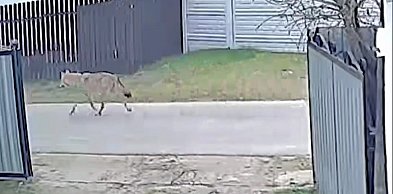 Gmina Śliwice: Wilki blisko domostw. Pojawiły się kolejne ostrzeżenia samorządu