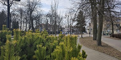 Dwie firmy zadbają o miejską zieleń i utrzymanie czystości
